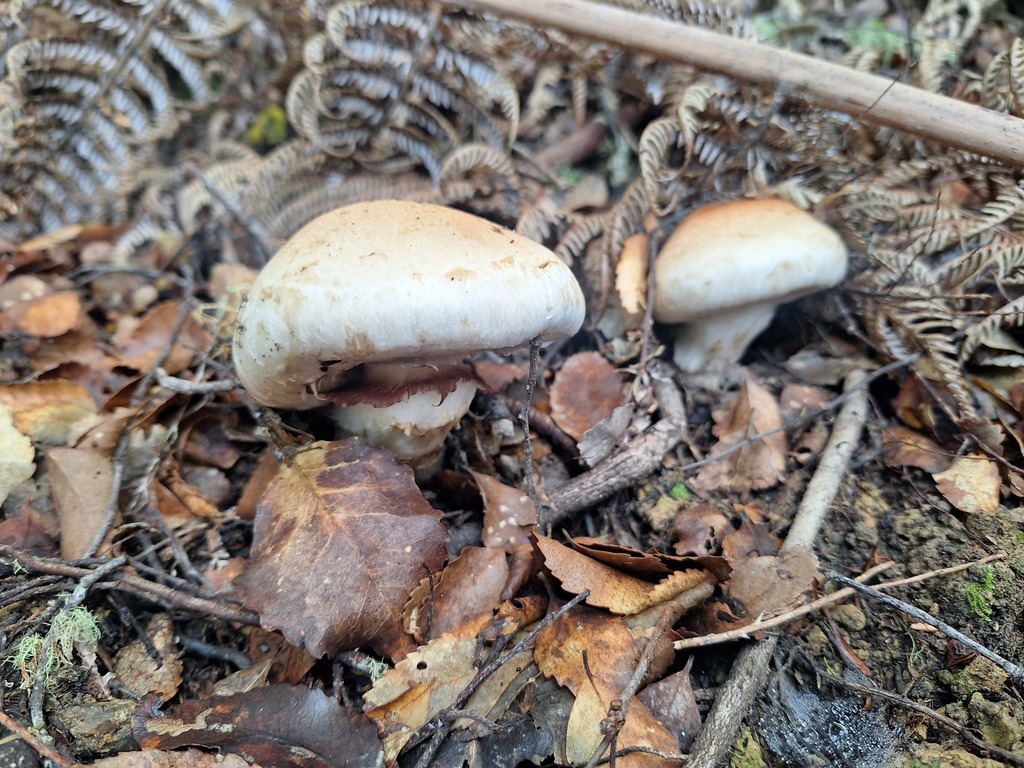 Hebeloma victoriense · May 2025 · photo: © ngaro (iNaturalist, cc-by)