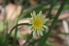 Microseris douglasii