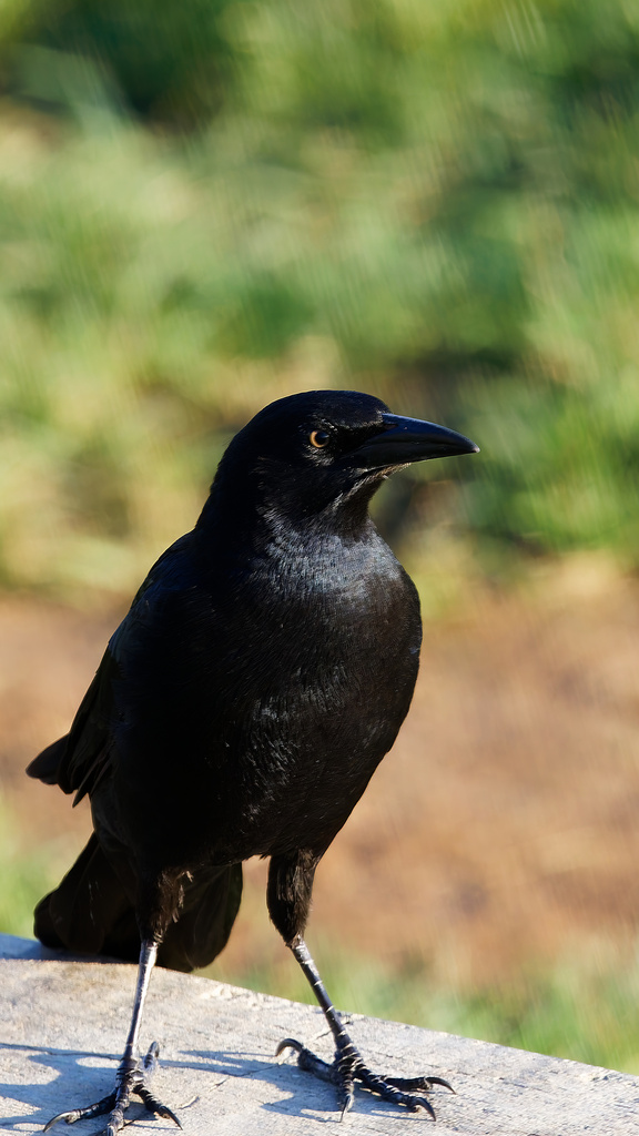 Monson's Great-tailed Grackle