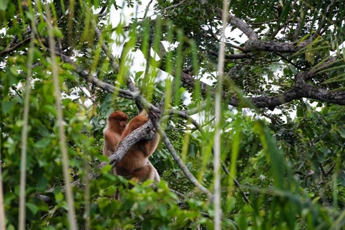 Proboscis Monkey