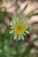 Microseris douglasii