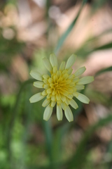 Microseris douglasii