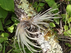 Tillandsia erubescens, photograph author not stated, no rights reserved