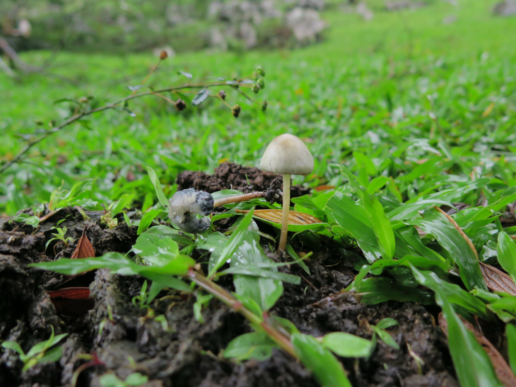 Panaeolus cyanescens image