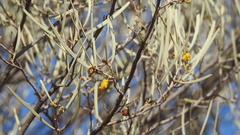 Acacia aneura