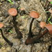 Poronia oedipus - Photo (c) Alan Rockefeller, μερικά δικαιώματα διατηρούνται (CC BY), uploaded by Alan Rockefeller