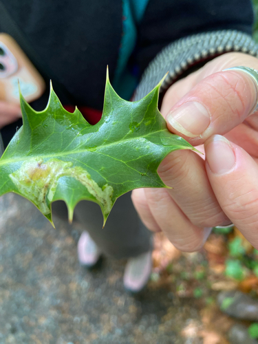 Unknown species found near Haro Rd, Oak Bay, BC, CA