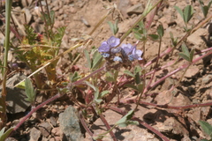 Phacelia breweri