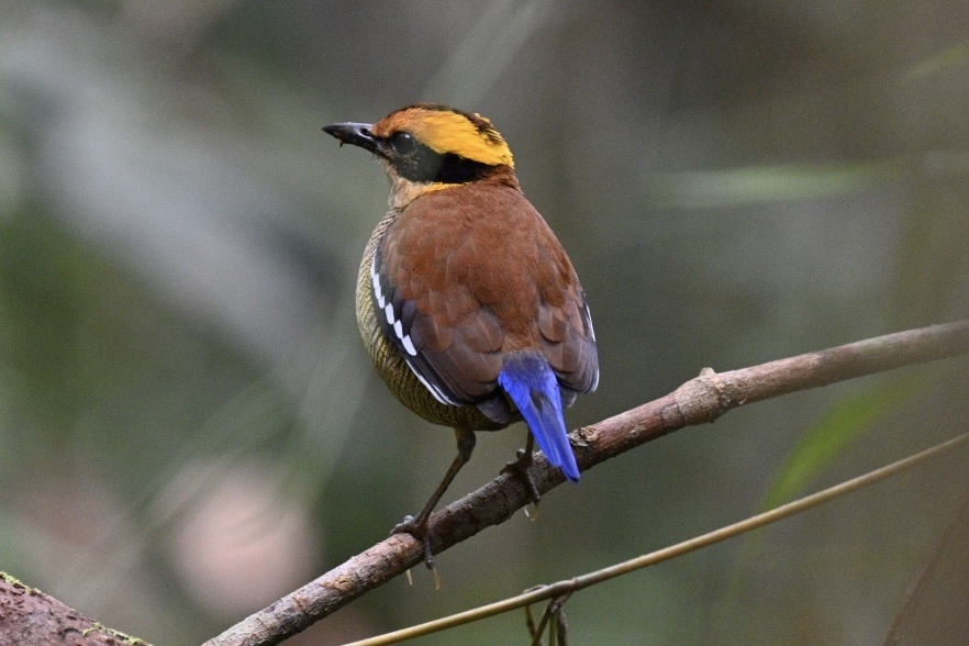 Bornean Banded Pitta (Hydrornis schwaneri), photo 3