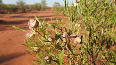 Dodonaea viscosa angustissima