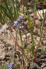 Phacelia breweri