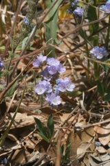 Phacelia breweri