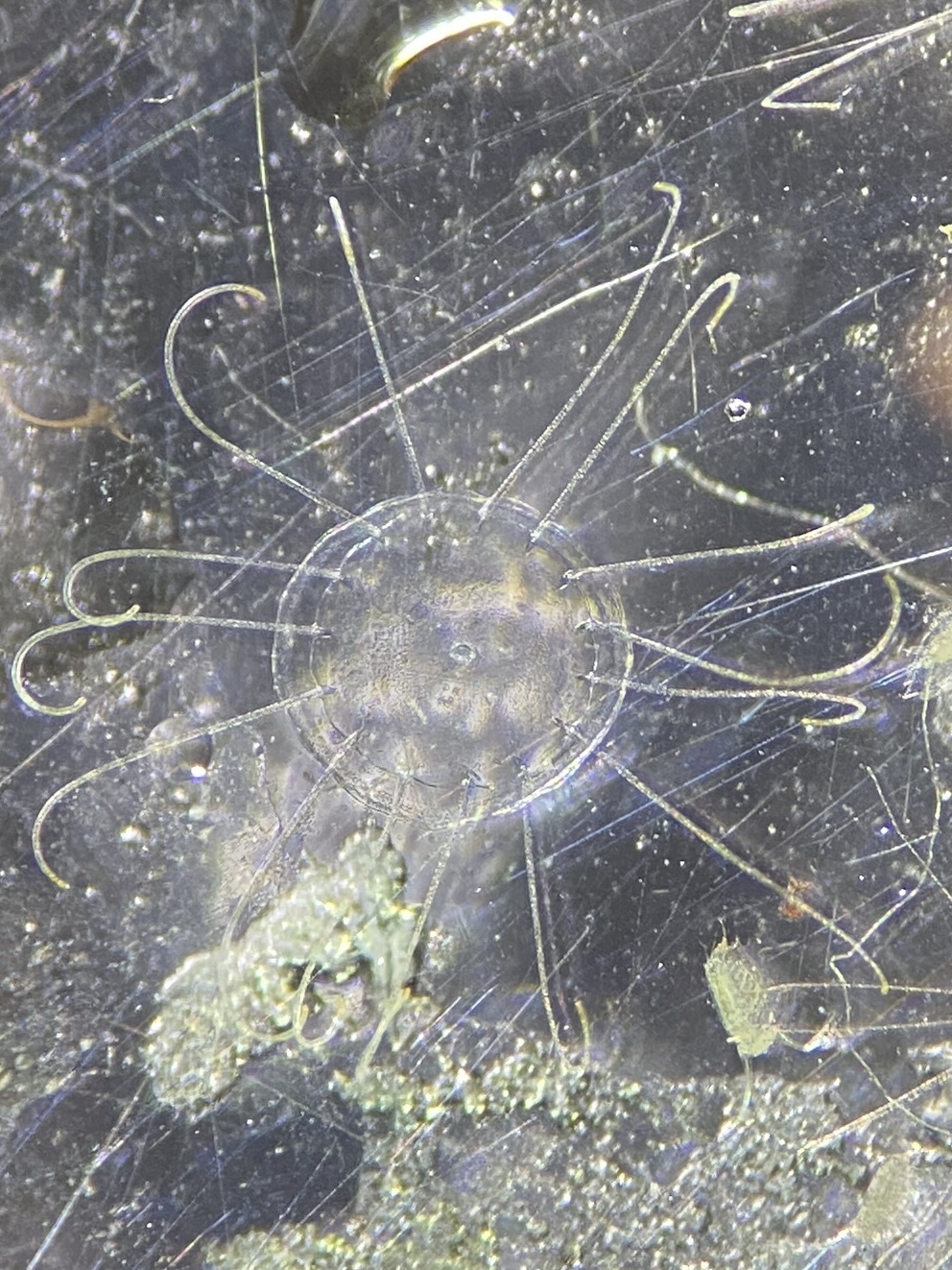 Solmaris corona (Keferstein & Ehlers, 1861)