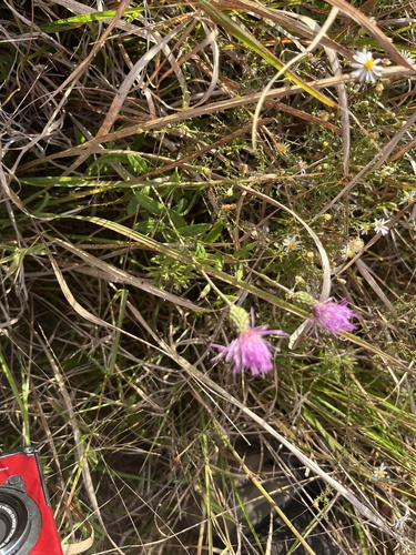 Virginia Thistle (Cirsium virginianum)