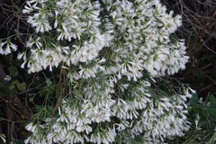 Baccharis halimifolia image