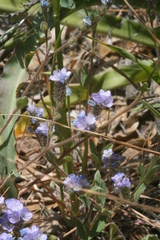 Phacelia breweri