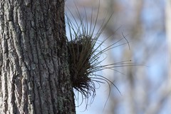Tillandsia setacea