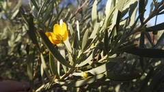 Senna phyllodinea