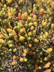 Tecticornia arbuscula