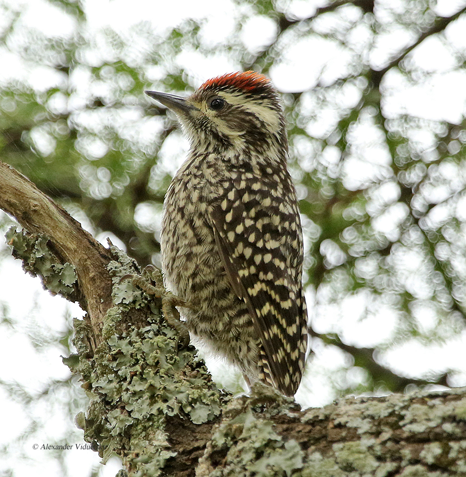 Checkered Woodpecker (Veniliornis mixtus) photo