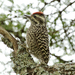 Checkered Woodpecker - Photo (c) Alexander Viduetsky, some rights reserved (CC BY-NC), uploaded by Alexander Viduetsky