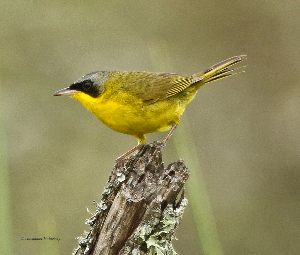 Southern Yellowthroat photo
