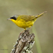 Southern Yellowthroat - Photo (c) Alexander Viduetsky, some rights reserved (CC BY-NC), uploaded by Alexander Viduetsky