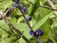 Monnina ciliolata