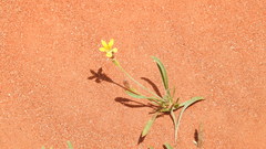Goodenia fascicularis
