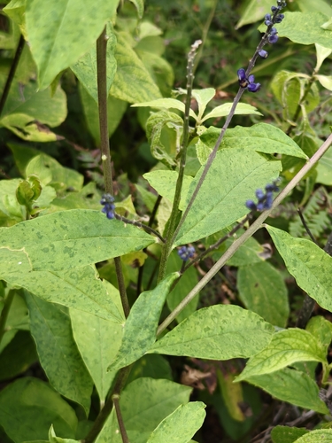 Monnina ciliolata, photograph 1