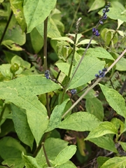 Monnina ciliolata, photograph author not stated, no rights reserved
