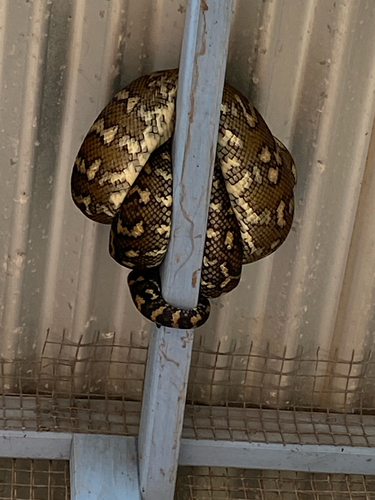 Coastal Carpet Python sighting
