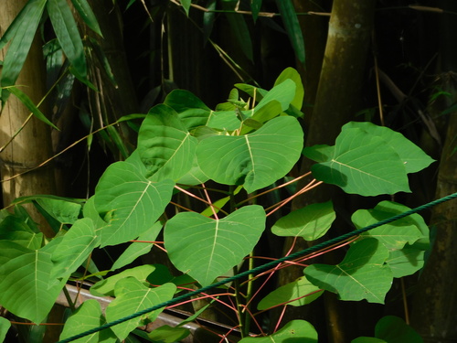 Homalanthus populneus observed 2025-10-04