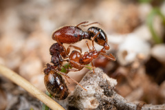 Pheidole xerophila