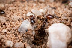 Pheidole xerophila