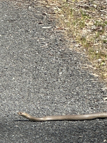 Eastern Brown Snake sighting