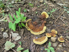 Phylloporia spathulata