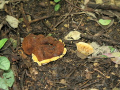 Phylloporia spathulata