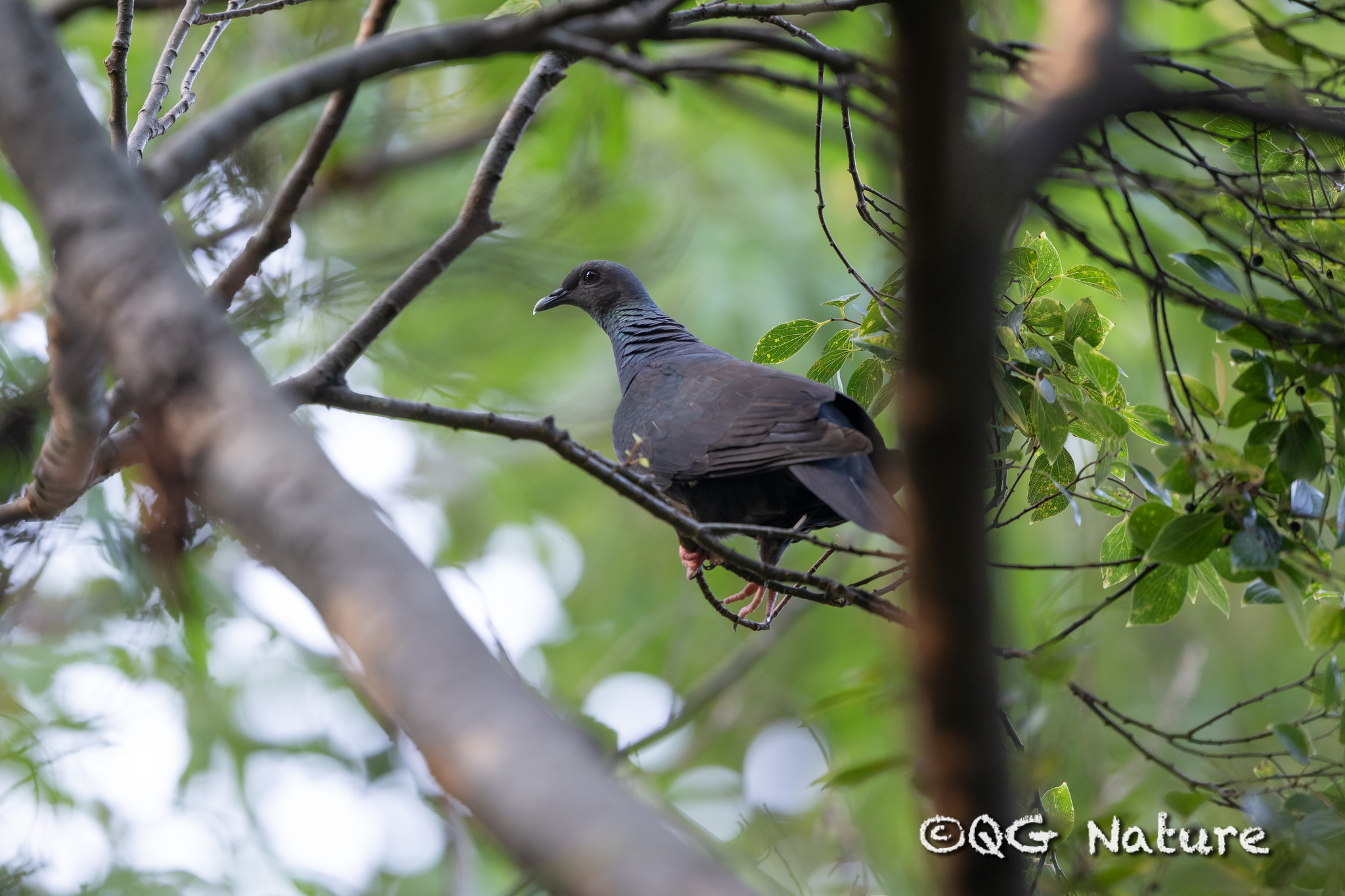 Black Wood Pigeon