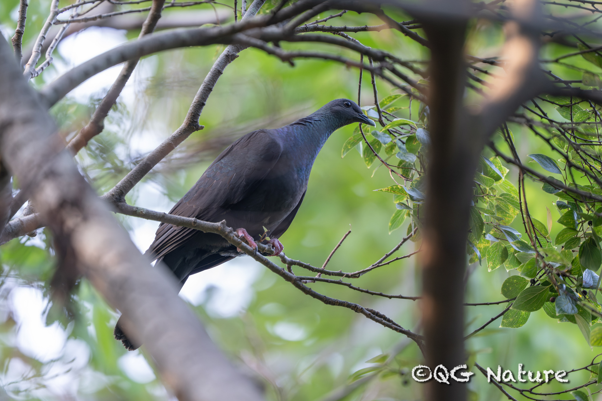 Black Wood Pigeon