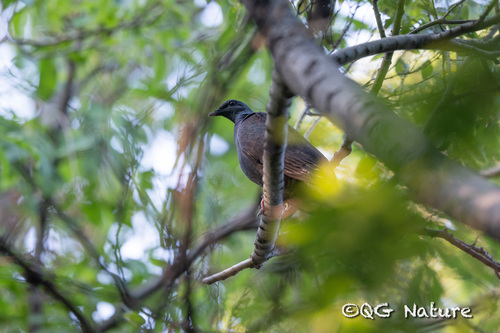Black Wood Pigeon (Columba janthina), photo 2