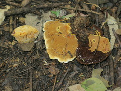 Phylloporia spathulata