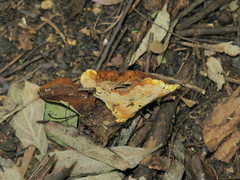 Phylloporia spathulata