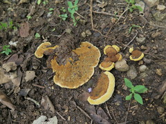 Phylloporia spathulata