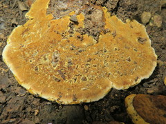 Phylloporia spathulata