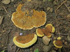 Phylloporia spathulata