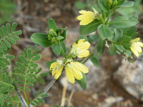 Image of Justicia odora by (c) Antoinette Eyssell Knox, some rights reserved (CC BY-SA)