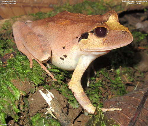 Platyplectrum melanopyga
