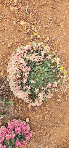 Wreath Leschenaultia (Leschenaultia macrantha)