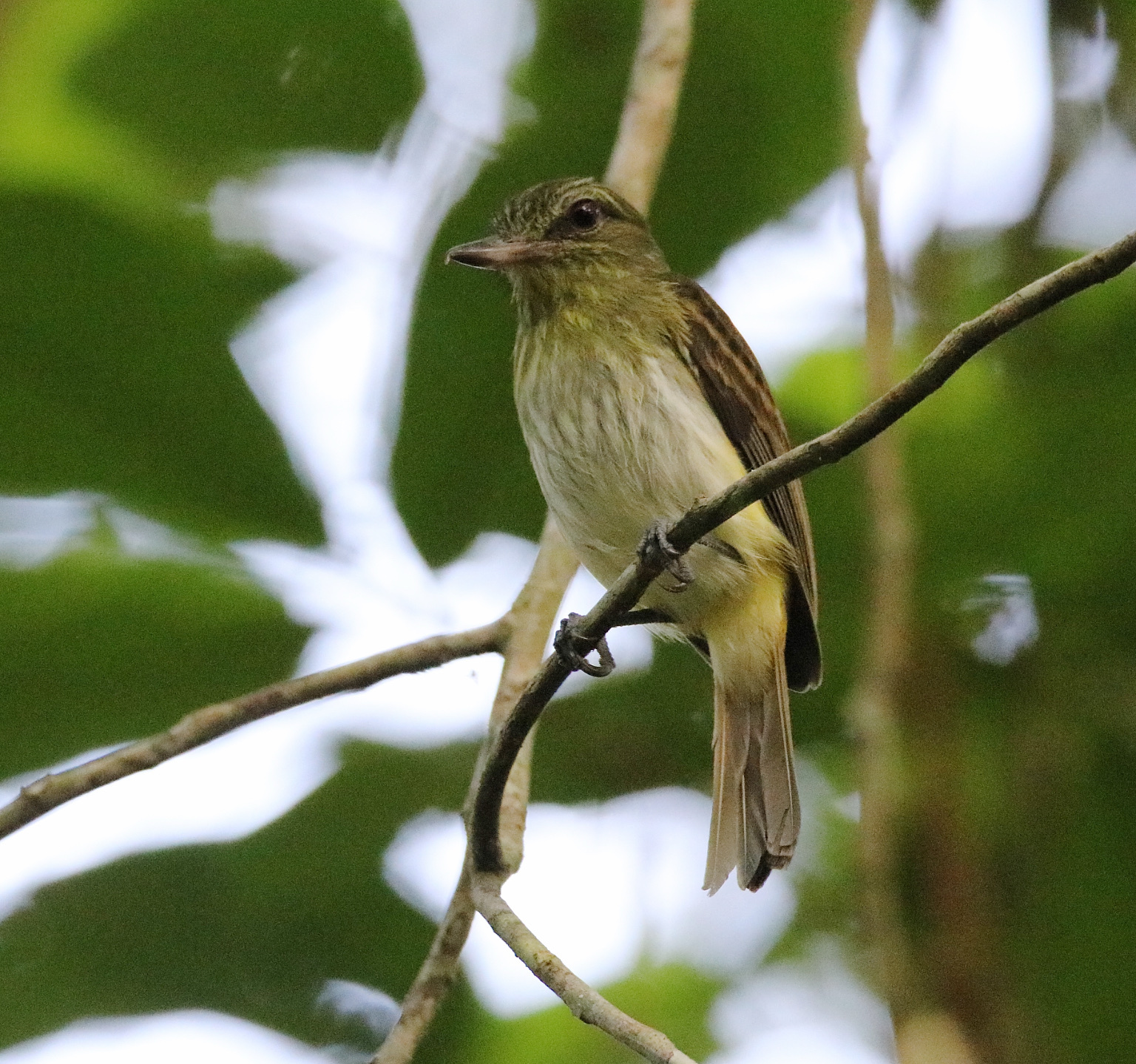 Bright-rumped Attila (Attila spadiceus)